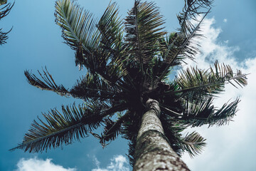 Photo of tall green palm trees against a blue sky