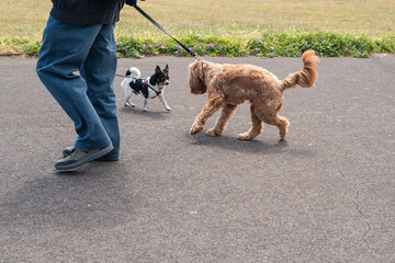 Two dogs on leads meeting. One has his back arched in caution or apprehension. The legs of a man can be seen.