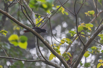 Maroon oriole (Oriolus traillii) at Nameri NP, Assam
