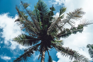 Photo of tall green palm trees against a blue sky