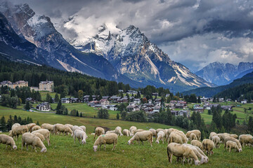 Fototapeta premium View of sheep grazing on a hillside in the town of Cortina d'Ampezzo in the Pomagagnon group of the Dolomites, Italy