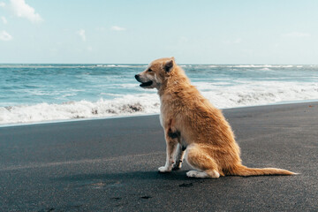 houghtful dog sitting on the sand on the seashore looking into the horizon