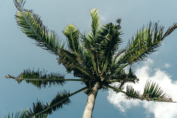 tall green palm trees against a blue sky with a long wooden trunk