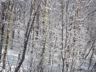 Fototapeta premium snow covered trees in winter