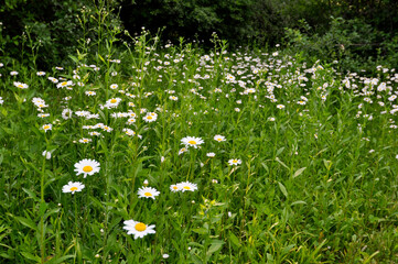 Daisy flowers in a field