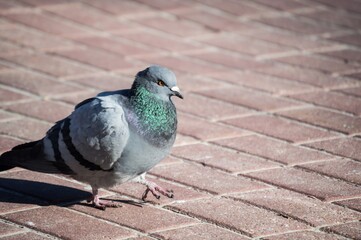Rock pigeon