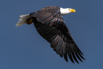 Obraz premium Hunting Bald Eagle (Haliaeetus leucocephalus)