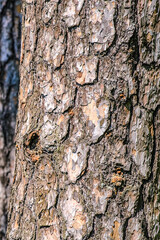 Texture of pine bark. The trunk of the pine.