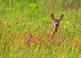 Dzika sarna na zielonej łące © Edward