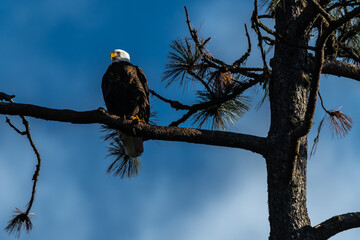 Perching Bald Eagle (Haliaeetus leucocephalus)