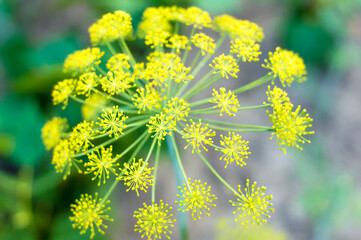 flowering plants close-up in the garden. Natural landscape of green plants, background and wallpaper