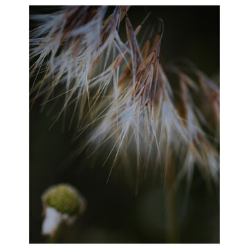 hierba en flor