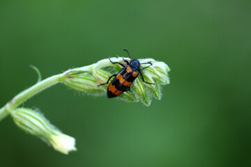 Color photo of a bright glossy black and orange bug, covered with small black hairs, which sits on a branch with a flower. Insect fauna.