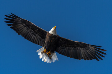 Hunting Bald Eagle (Haliaeetus leucocephalus)