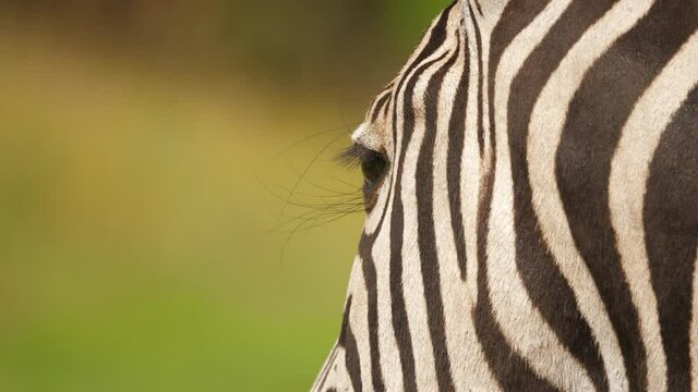 Closeup of zebra eye from back side of head