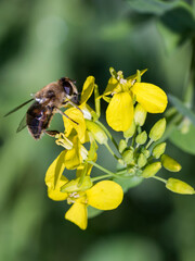 bee on yellow flower