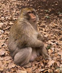 Naklejka na ściany i meble Barbary macaque in rural Morocco 