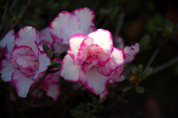 pink and white rose in the garden