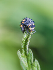 A Ladybug Larva (Coccinellidae) on a leaf