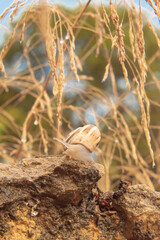 A lone snail crosses the rocky wall after the rain has just fallen into the garden.