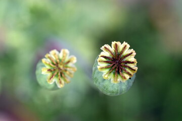 Samenkapseln von Mohnblüten