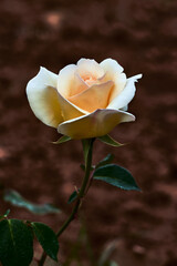 Beautiful rose with white petals