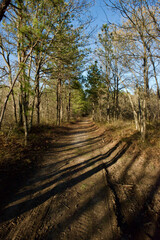 Fototapeta premium Summer forest trail and path between forest trees in Long Island, NY