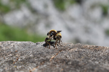 Insekt mit pelzigem Rücken und pelzigen Beinen, große Augen, Blickkontakt mit Insekt aus Baumstamm, lustiges Insektenbild