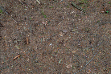 Forest ground pine texture detail roots cones spruce trees