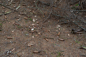 Forest ground pine texture detail roots cones spruce trees