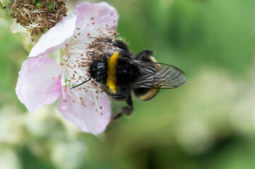 bumble bee on a flower
