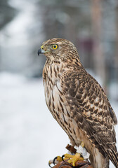 Сокол. Bird. Peregrine Falcon close up. Bird. Falcon. Winter forest. 