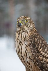 Сокол. Bird. Peregrine Falcon close up. Bird. Falcon. Winter forest. 