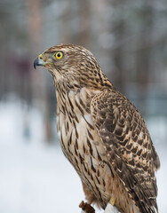 Сокол. Bird. Peregrine Falcon close up. Bird. Falcon. Winter forest. 