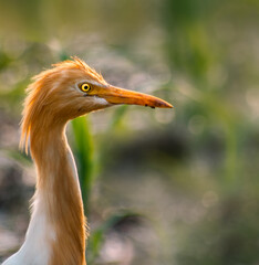 Close up shot of Egret 