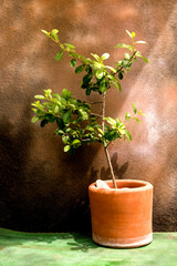 pyracantha plant on pot and romantic background