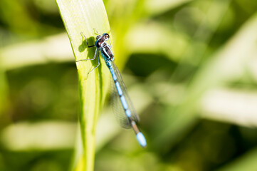 A blue damselfly on a leaf


