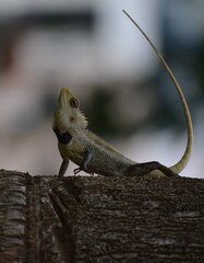 lizard on a tree