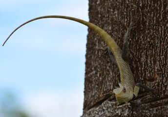 lizard on a branch