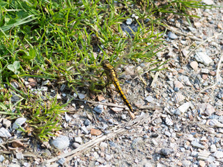 A Black and Yellow Dragonfly (Sympetrum)