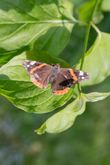 butterfly on leaf