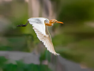Flying Egret 