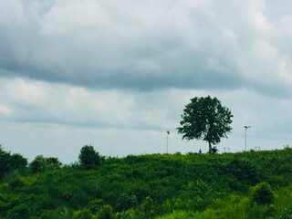 Obraz premium trees and clouds