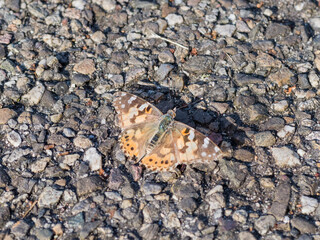butterfly on the ground