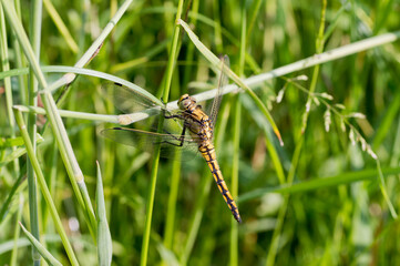 dragonfly on grass