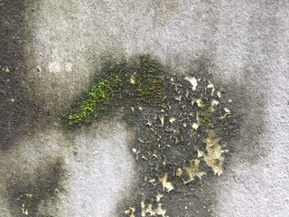 green moss on the ground