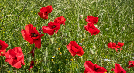 Fototapeta premium Red Poppy's in the summer. June 2020