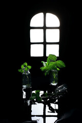Clover window and leaves in glass bottles on a dark background, conceptual still life, St. Patrick's day