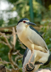 great blue heron