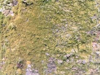 moss on the stone